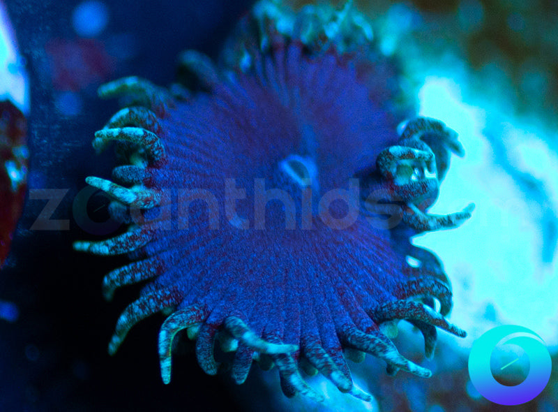 Electric Blue Proto