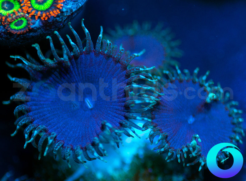 Electric Blue Proto