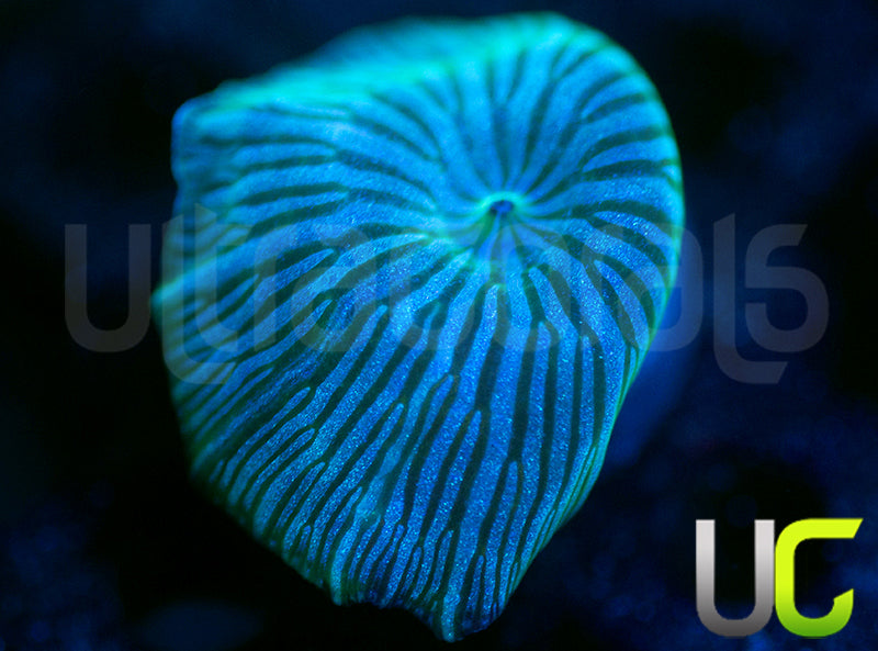 UC Blue Avatar Mushroom