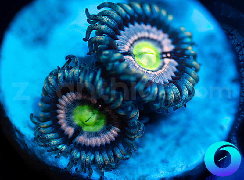 Blue Armageddon