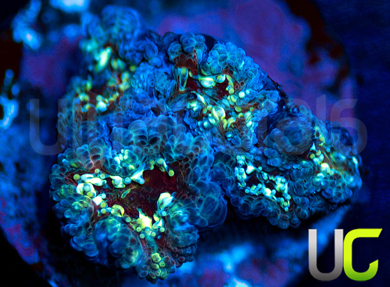 UC Feng Shui Micro Amakusensis