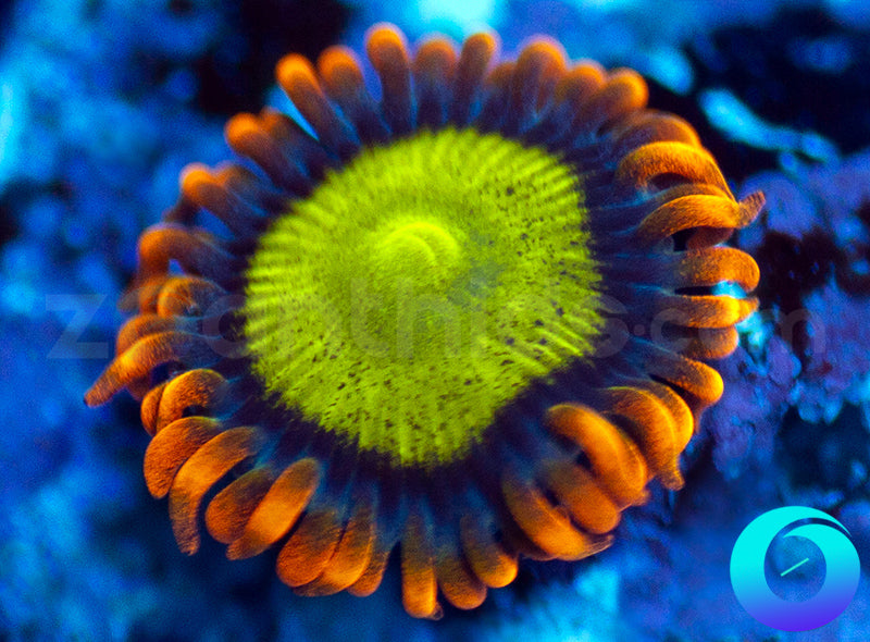 Mandarin Orange