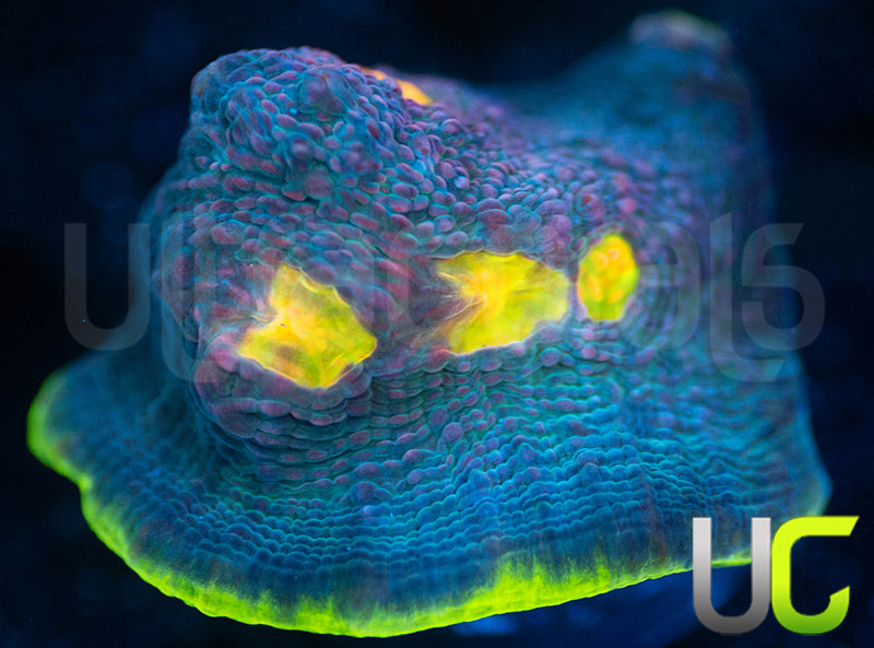 UC Purple Prince Chalice