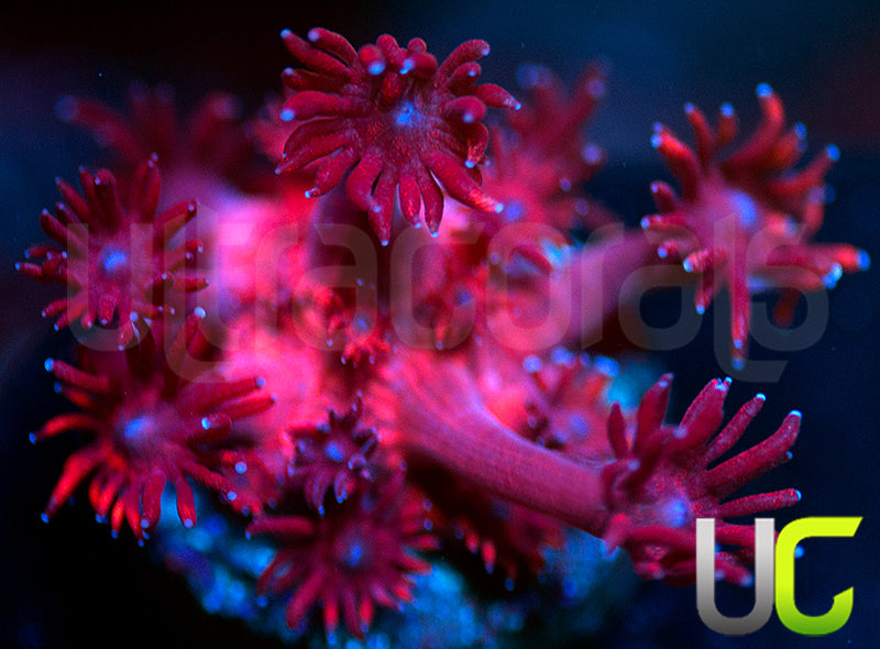 ORA Cherry Red Goni