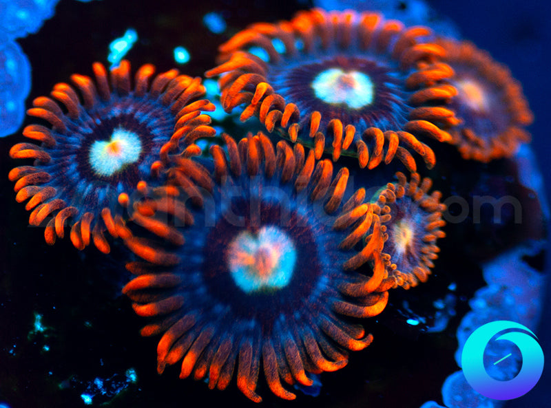 Tsunami