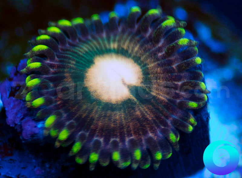 Vanguard