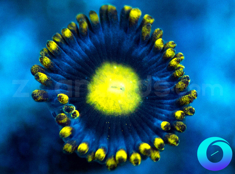 Corona