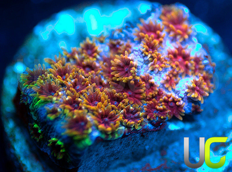 WWC Skittles Bomb Cyphastrea