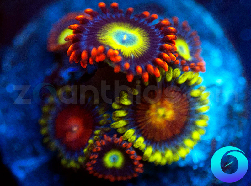 Ironman Pearl Jam Combo