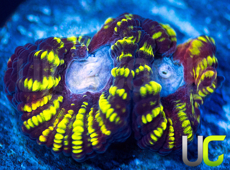 UC Double Rainbow Favia