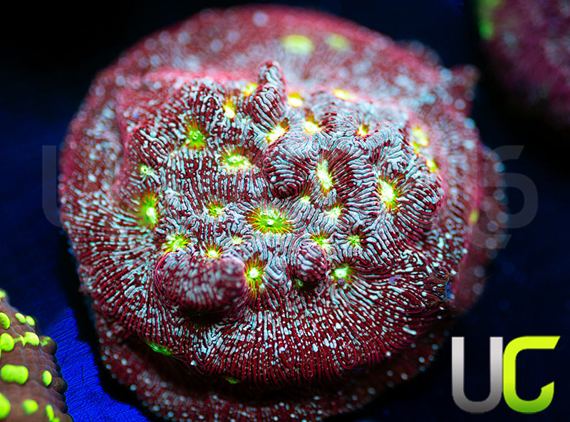 UC Red Devil Lepto