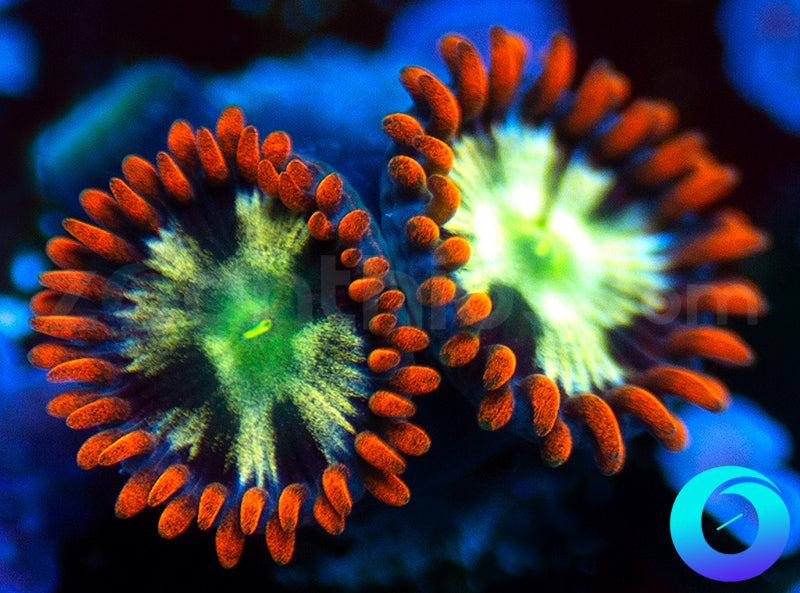 Flaming Fireballs