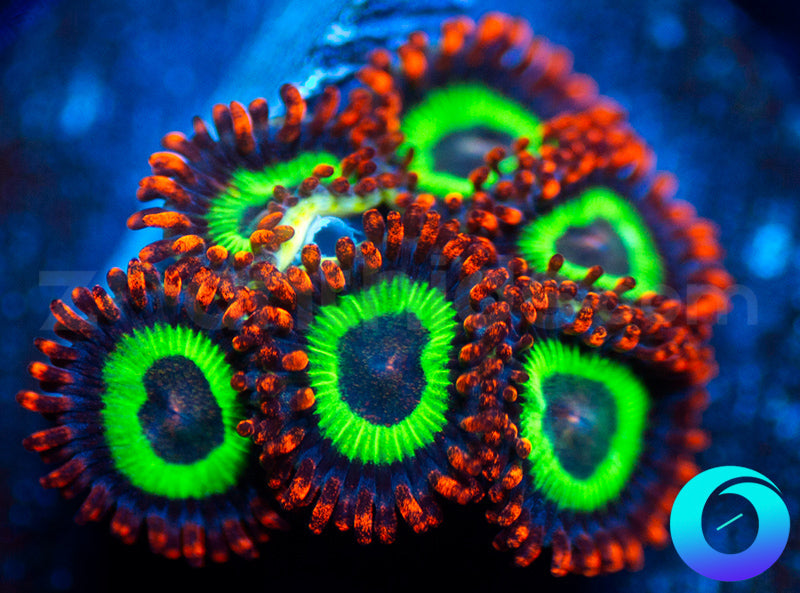 Emeralds on Fire