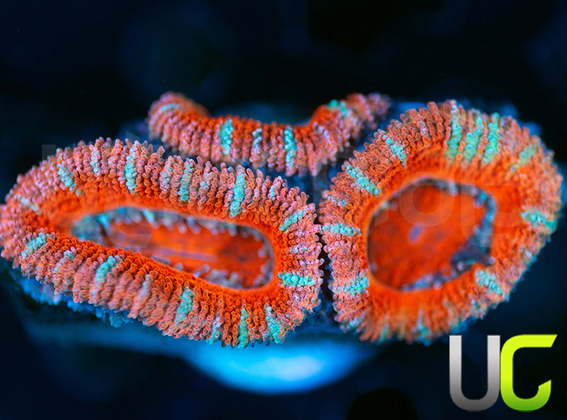 UC Party Time Micro Lord
