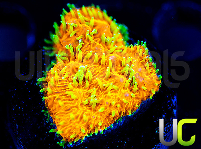UC Fuzzy Navel Litho