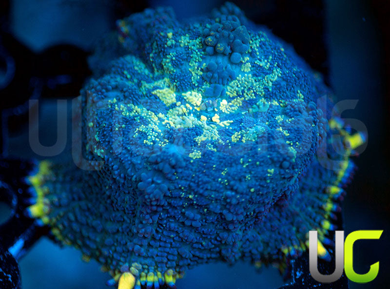 UC Doomsday Bounce Mushroom