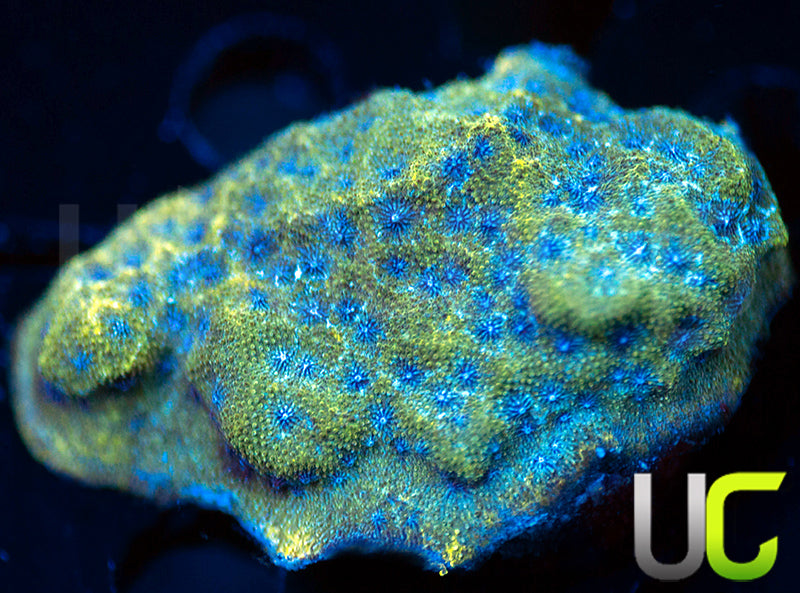 UC Toxic Constellation Psammocora