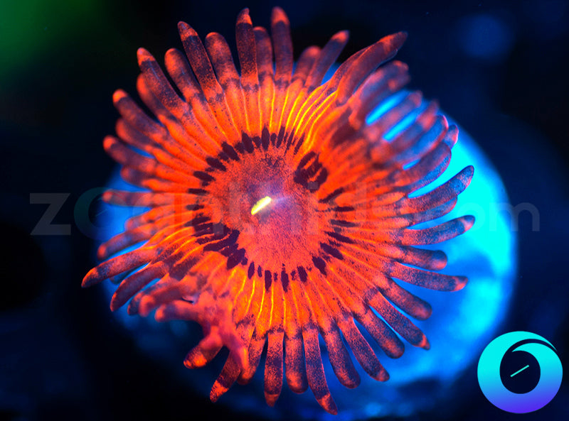 Little Red Riding Hood