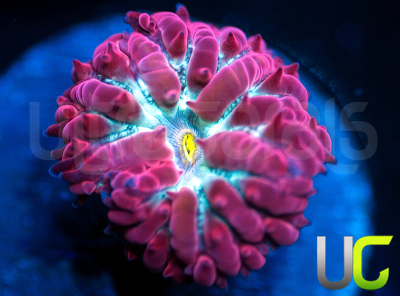 UC Blue Sky Blasto