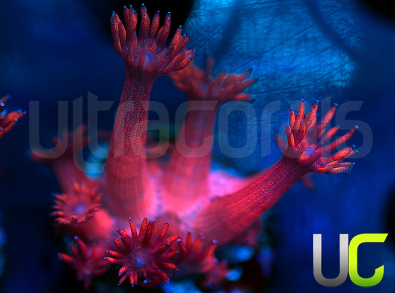 ORA Cherry Red Goni