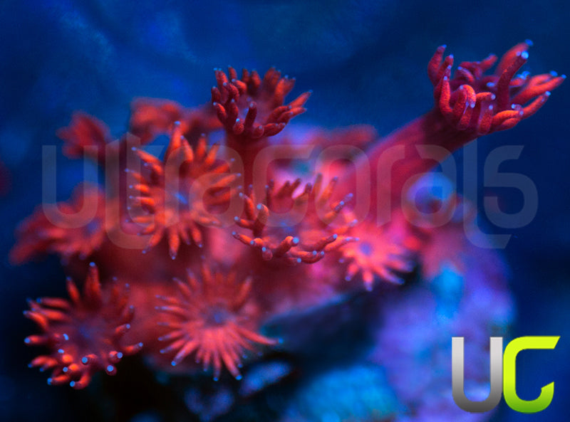 ORA Cherry Red Goni