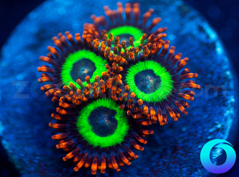 Emeralds on Fire