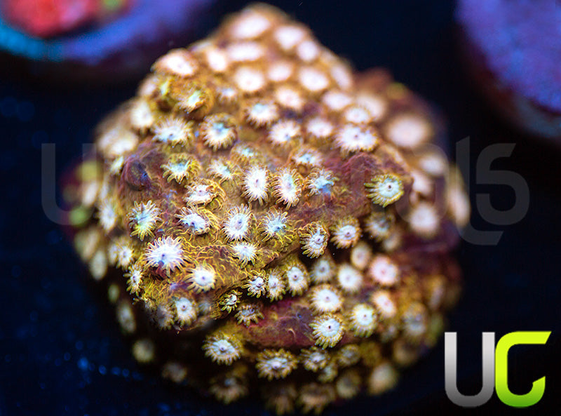 UC Yellowjacket Cyphastrea