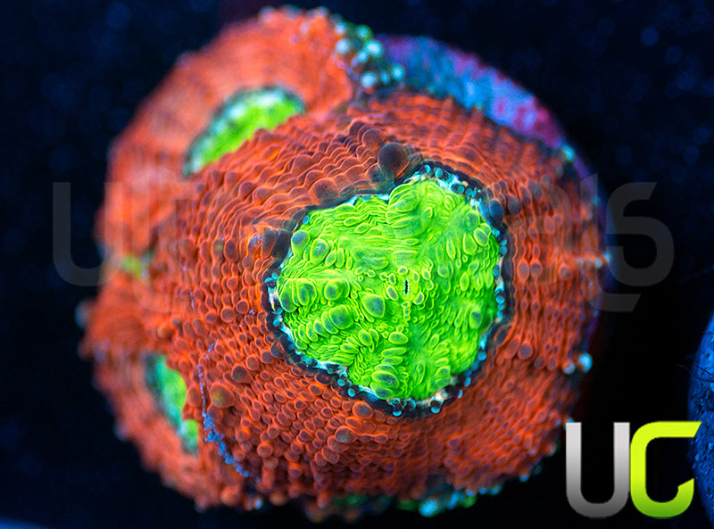 Agent Orange Acan Echinata