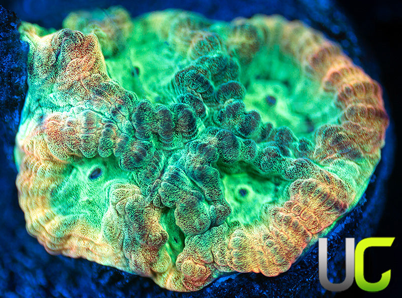 JF Psycho Rainbow Rim Favia