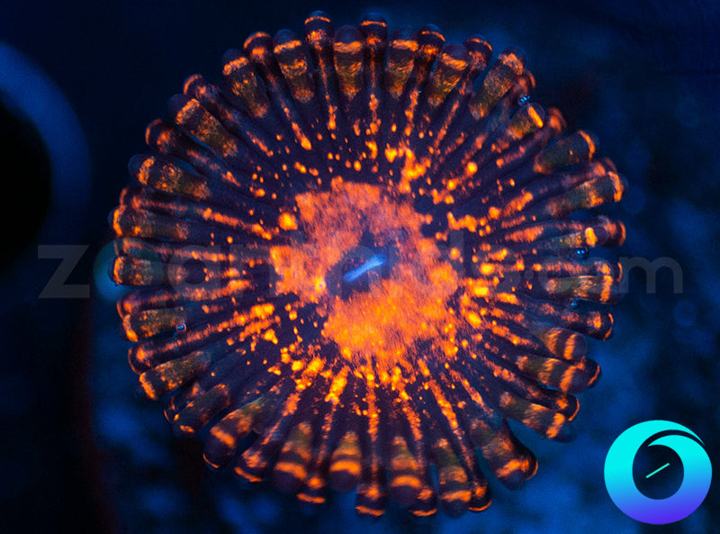 Flaming Mohican