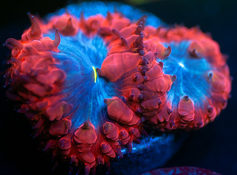 UC Forbidden Blue Blastos