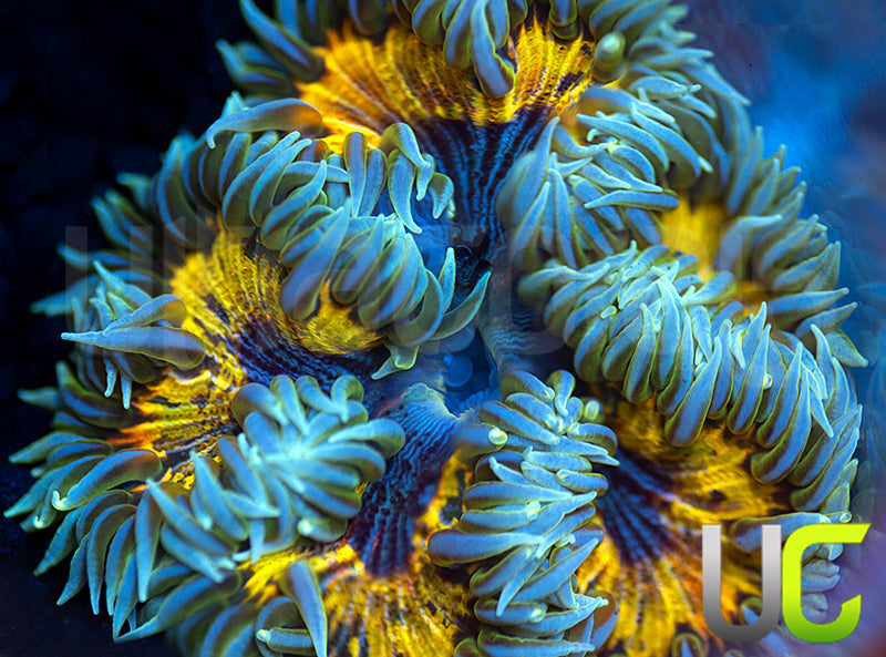 Ultra Rock Flower Anemone