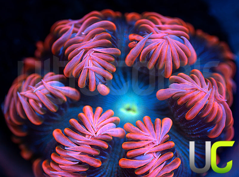 Ultra Rock Flower Anemone