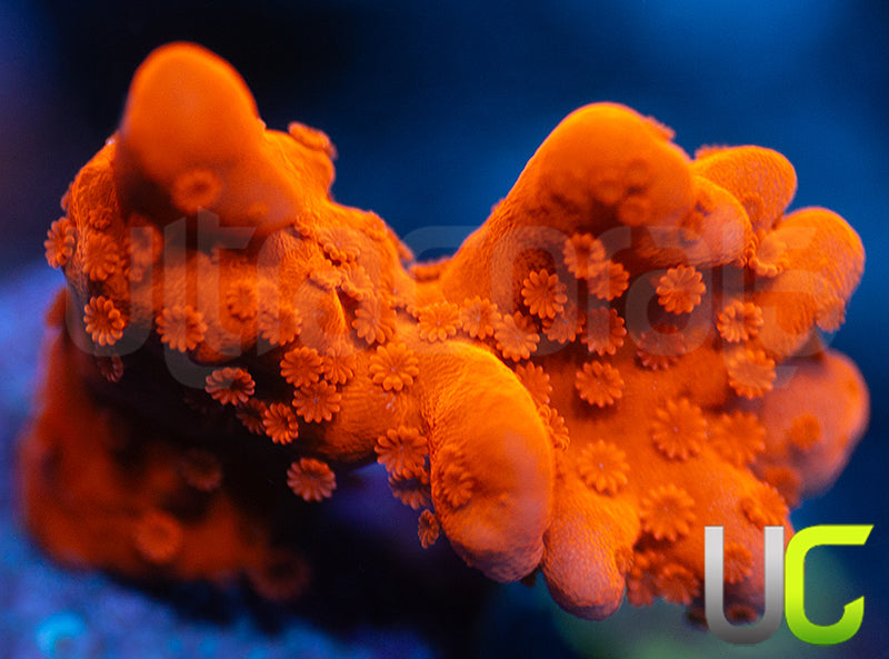 Montipora Setosa