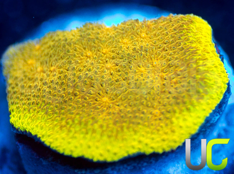 UC Golden Goose Psammocora