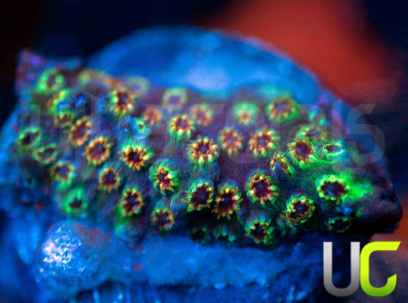 WWC Skittle Bomb Cyphastrea