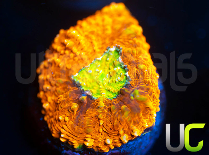 OG Pumpkin Patch Acan Echinata