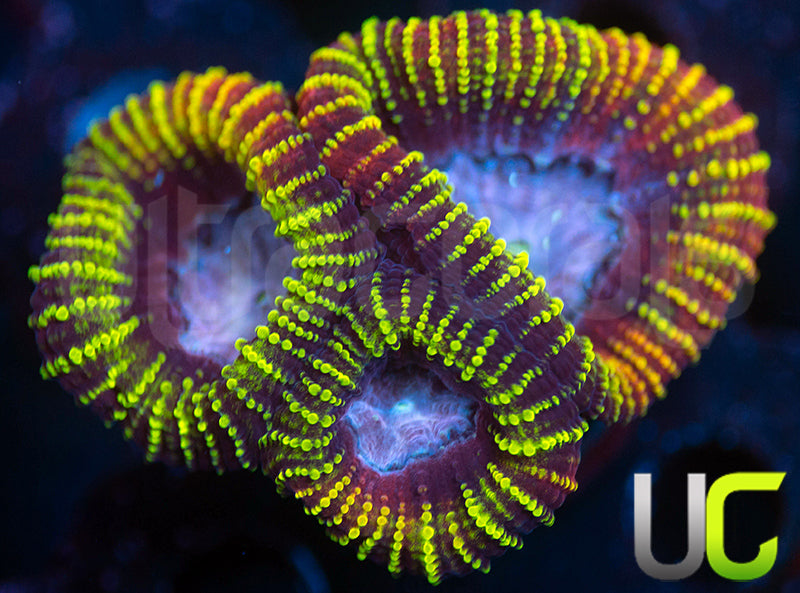 UC Double Rainbow Favia