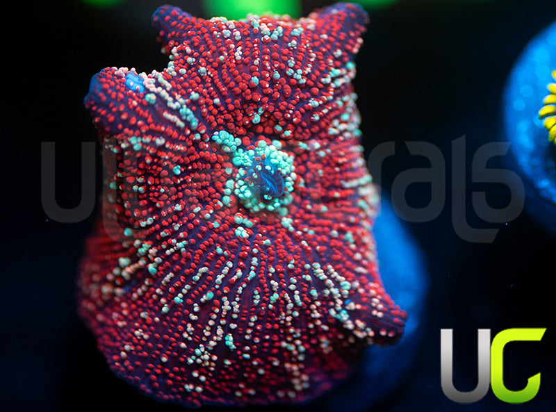 Red Devil Mushroom