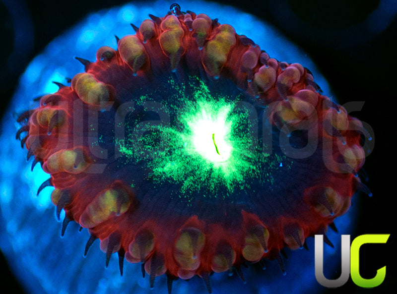 UC Glory Hole Blasto
