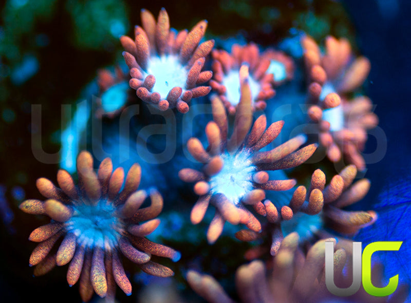 UC Dubble Bubble Goni