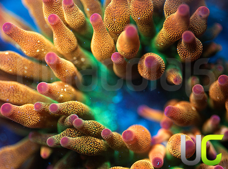 UC Spitfire Anemone