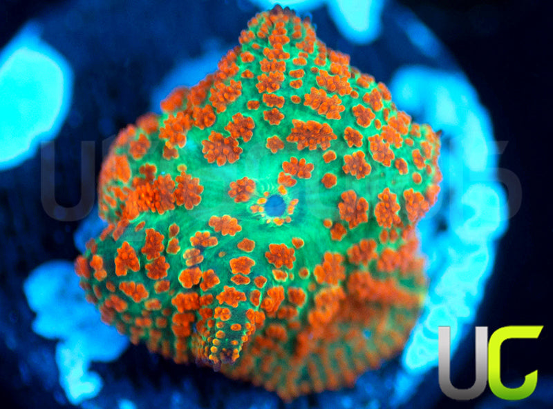 UC Flaming Jade Mushroom