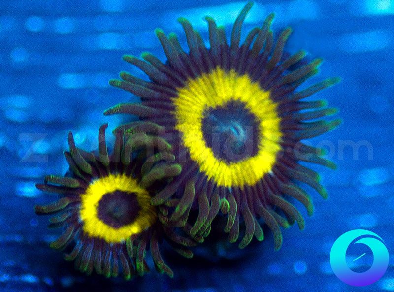GloWorms