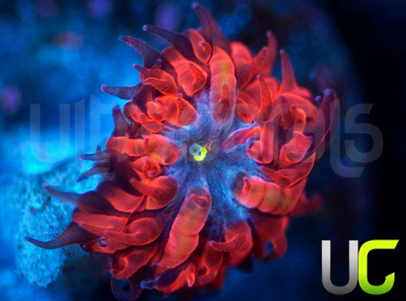 UC Blue Raven Blasto