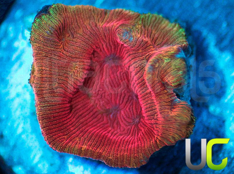 UC Poison Ivy Lepto
