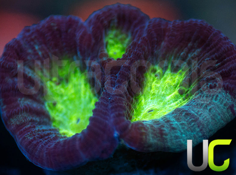 UC Regal Goniastrea