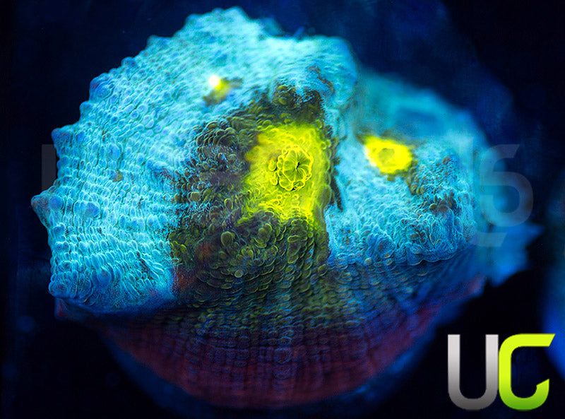 UC Lava Rim Chalice