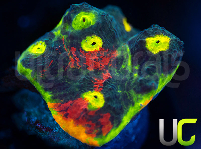 UC Gummy Worm Chalice
