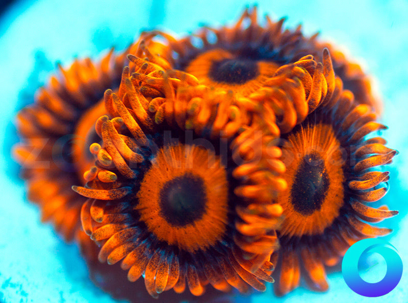 Oxides